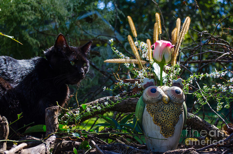 Owl And Cat Photograph by Donna Brown