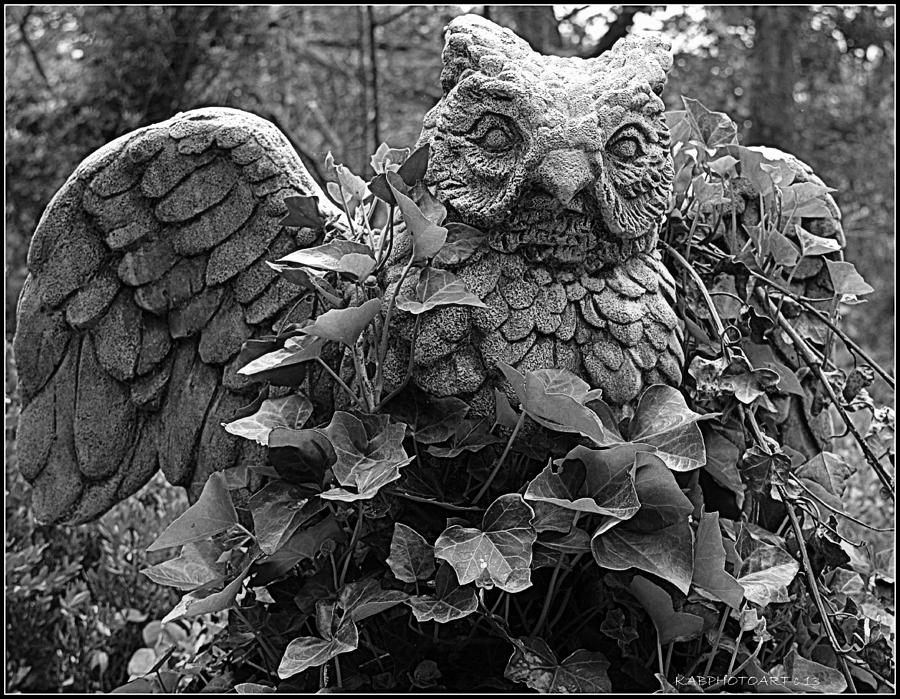 Owl and Ivy Photograph by Kathy Barney
