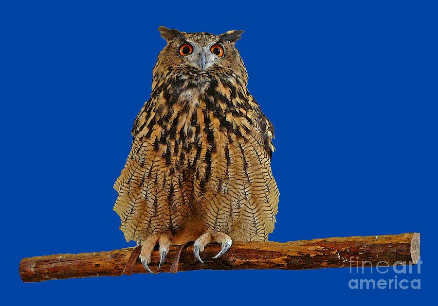 Owl Art Digital Art by Francesca Mackenney