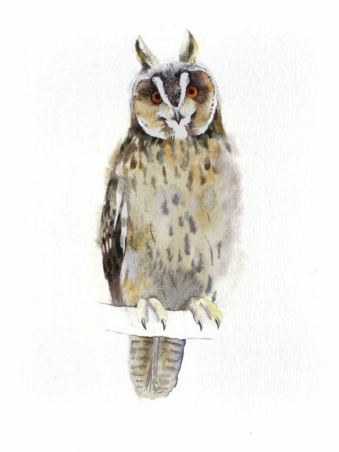 Owl Painting by Attila Meszlenyi