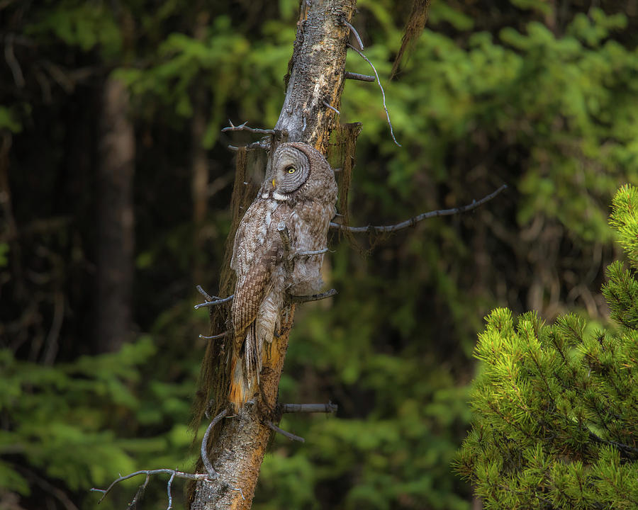 Owl Beauty In The Forest Photograph by Yeates Photography