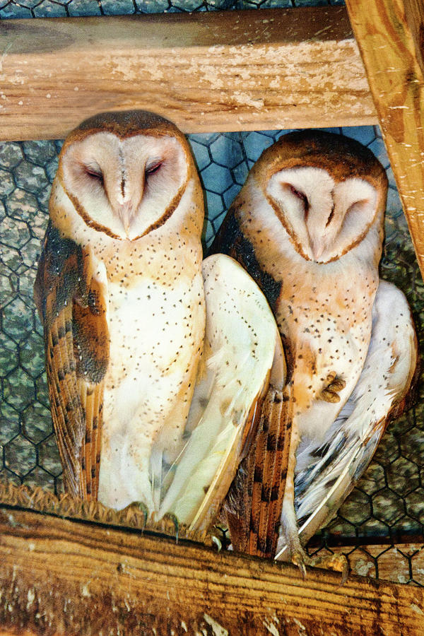 Owl Buddies Photograph by Rochelle Berman