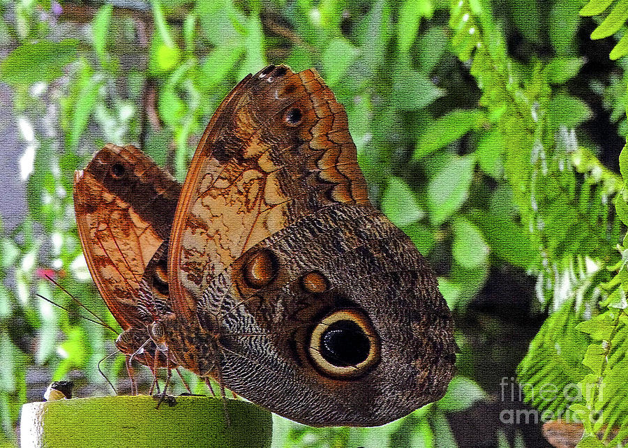 Owl Butterflies Photograph by Lydia Holly