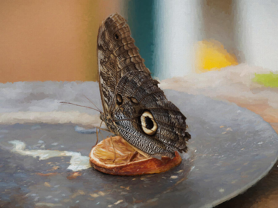 Owl butterfly-1 by Paul Gulliver Owl butterfly-1 by Paul Gulliver