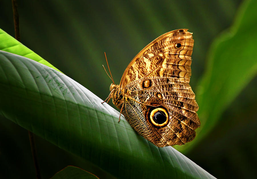 Owl Butterfly Photograph by Carolyn Derstine