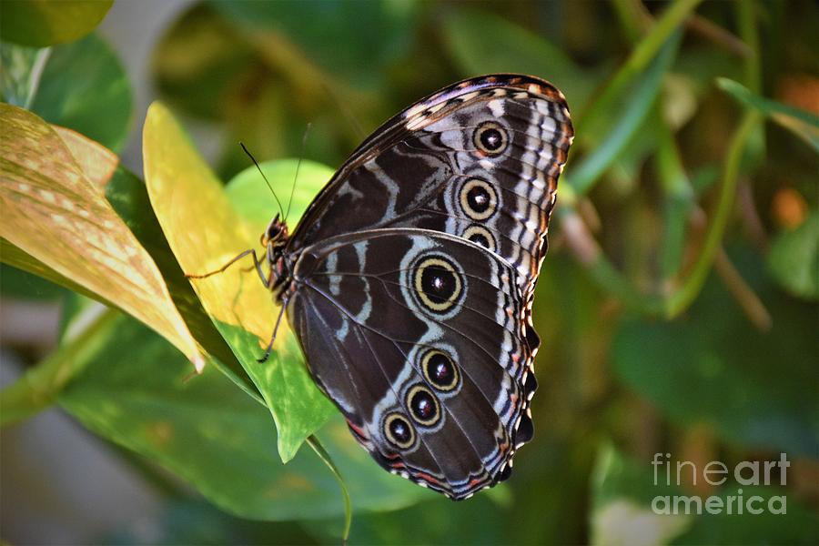 Owl Butterfly Photograph by Dale Adams | Fine Art America