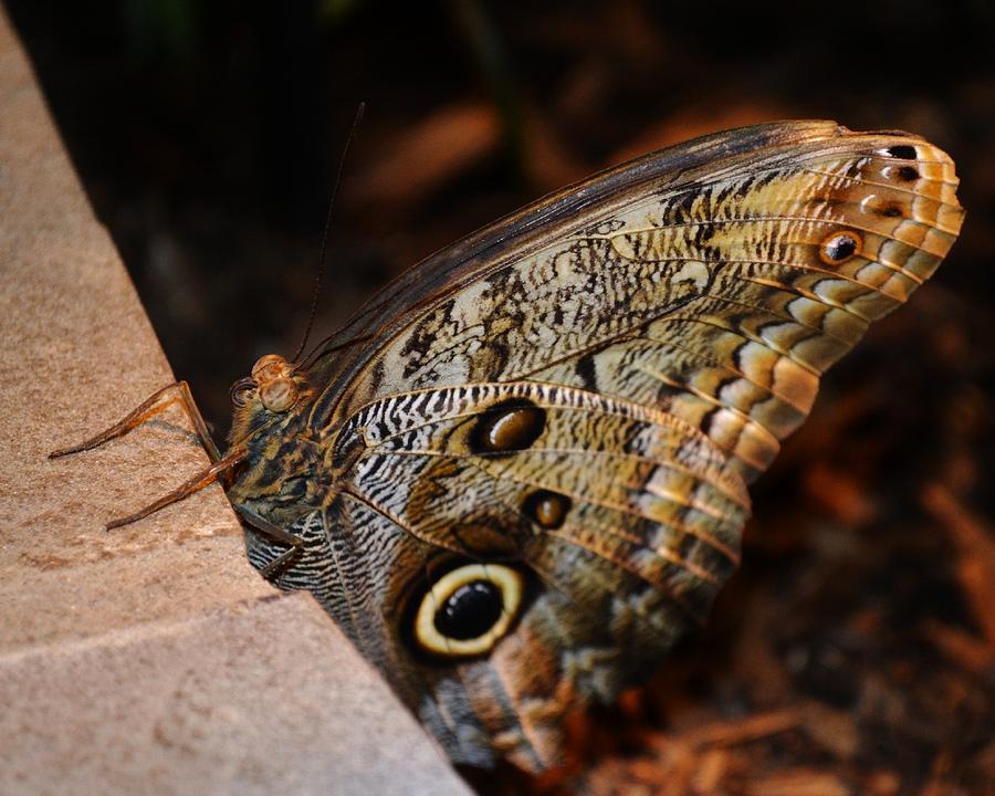 Owl Butterfly Photograph by Eileen Brymer