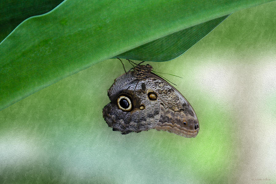 Owl butterfly hanging Photograph by Bonnie Follett