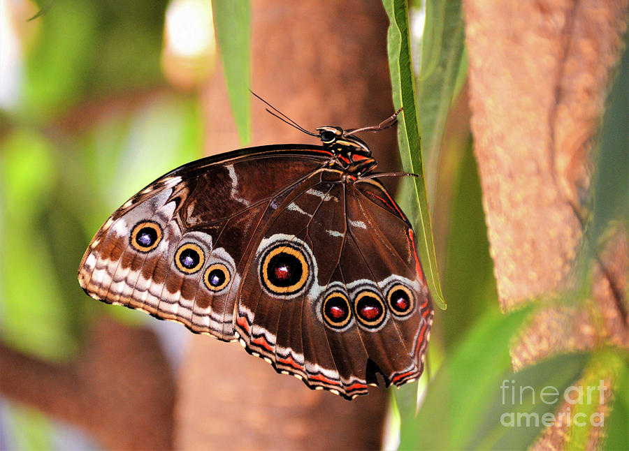 Owl Butterfly Photograph by Kathy Kelly