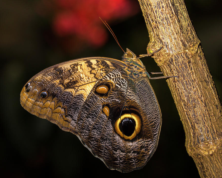 Owl Butterfly Photograph by Lowell Monke