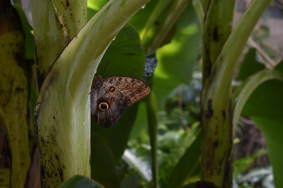 Owl Butterfly Photograph By Marta Pawlowski Pixels 