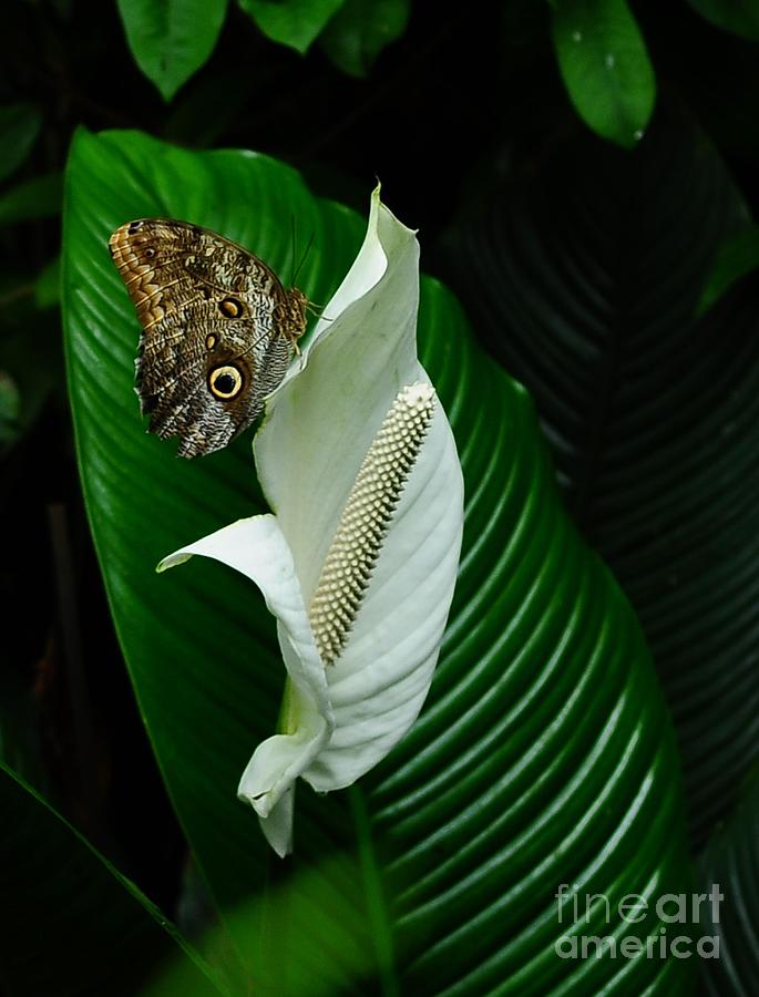 Owl Butterfly on Calla Lily Photograph by Elaine Manley