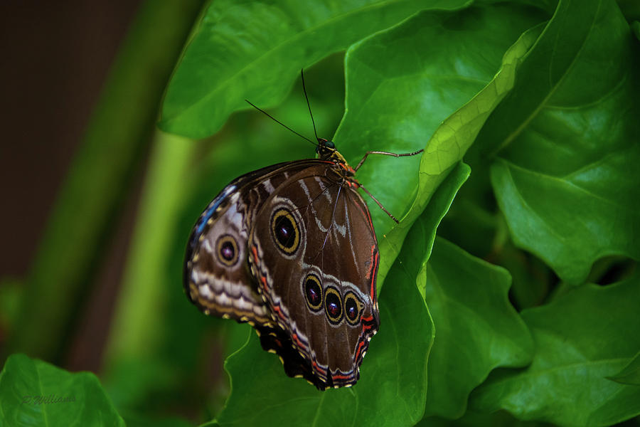 Owl Butterfly Photograph by Pamela Williams