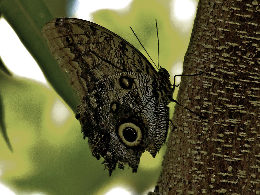 Owl Butterfly Photograph by Richard Gregurich