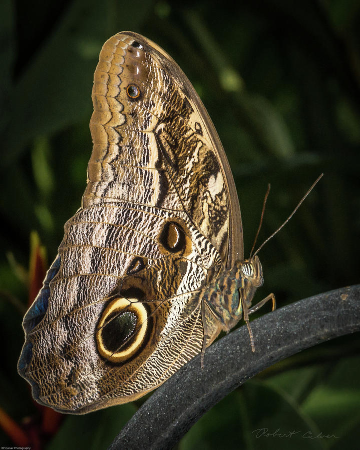Owl Butterfly Photograph by Robert Culver