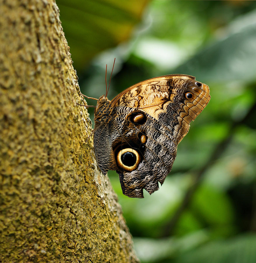 Owl Butterfly Photograph by Sandy Keeton