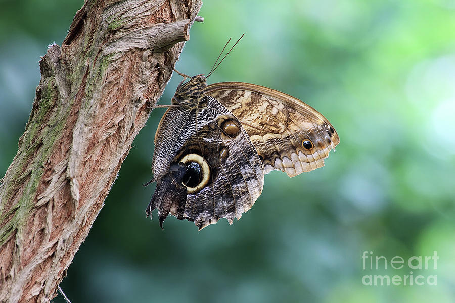 Owl Butterfly Photograph by Teresa Zieba