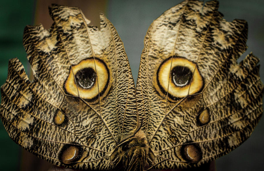 Owl Butterfly, Ecuador  Photograph by Venetia Featherstone-Witty