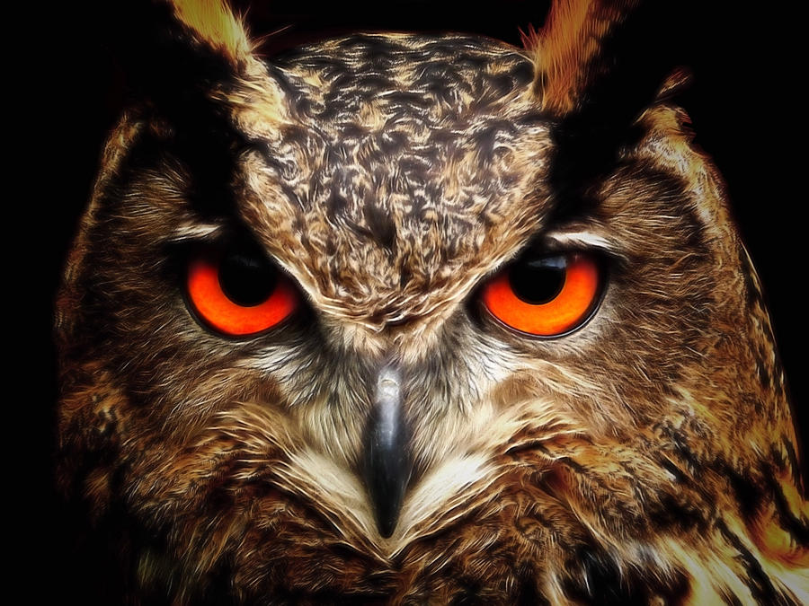 Owl Close Up Digital Art by Roy Pedersen