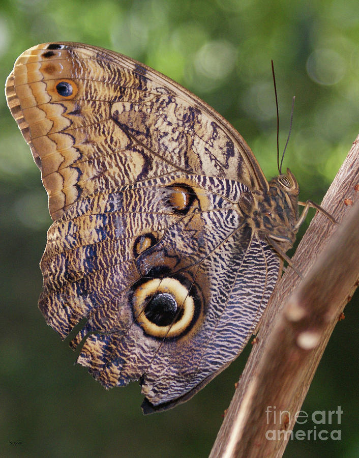 Butterfly Photograph - Owl Close Up by Shelley Jones Butterfly Photograph - Owl Close Up by Shelley Jones