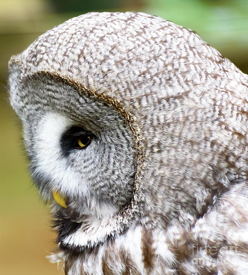 Owl Photograph by Colin Rayner