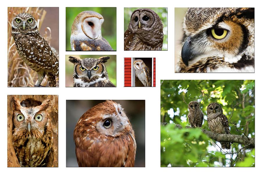Owl Collage Photograph by Jill Lang