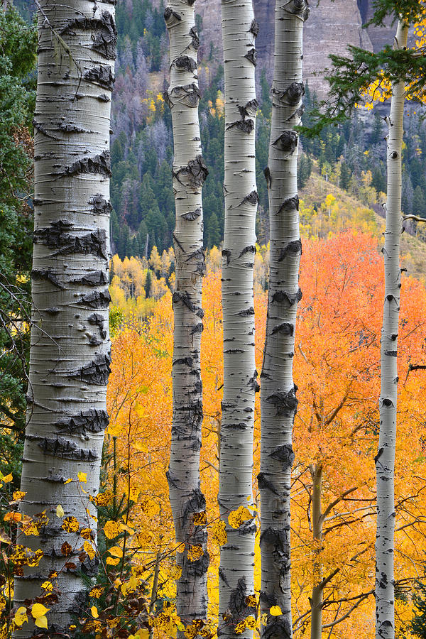 Owl Creek Aspens Photograph by Ray Mathis