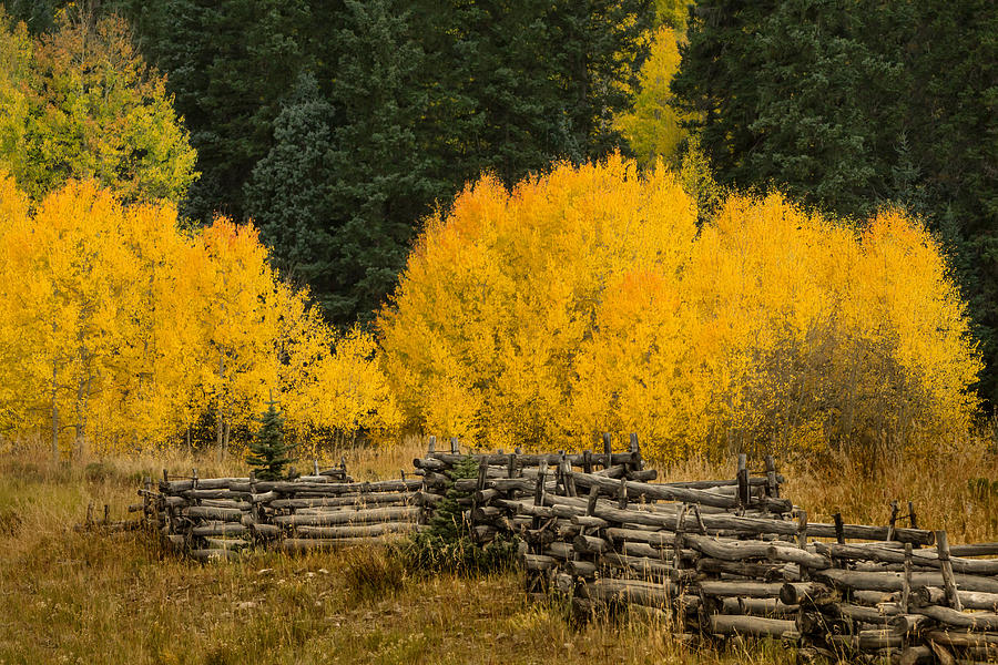 Fall Photograph - Owl Creek Fence by Jonathan Steele