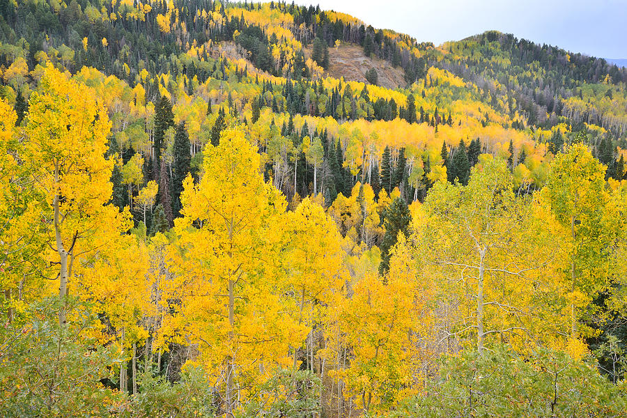 Owl Creek Pass Colors Photograph by Ray Mathis
