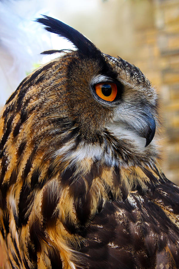 Owl-cry Photograph