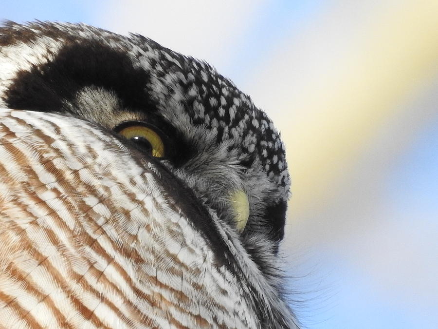 Owl Eye Photograph by Betty-Anne McDonald