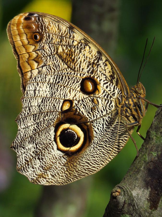 Owl Eye Butterfly  Photograph by Lori Frisch