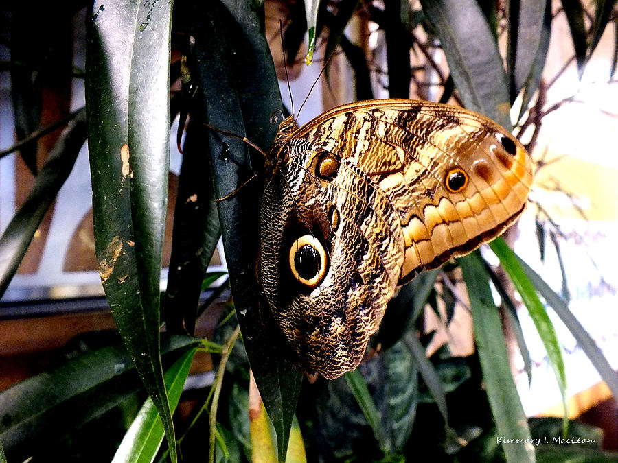 Owl Eye Butterfly On A Leaf Photograph by Kimmary MacLean