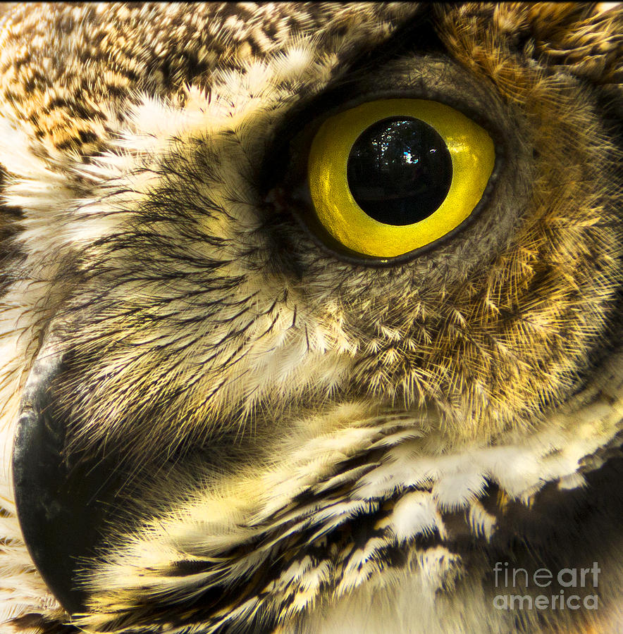 Owl Eye Photograph by Chris Wharmby | Fine Art America