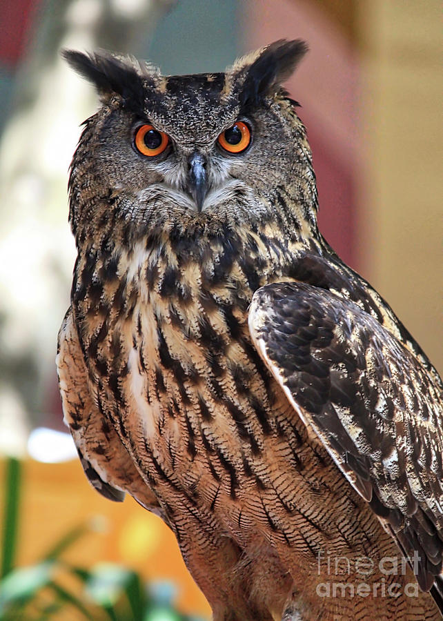 Owl Eye Contact Photograph by Carol Groenen