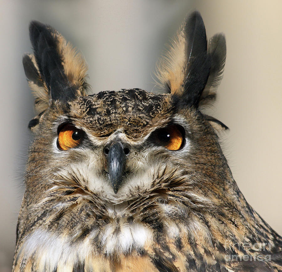 Owl Eyes Photograph by Art Cole