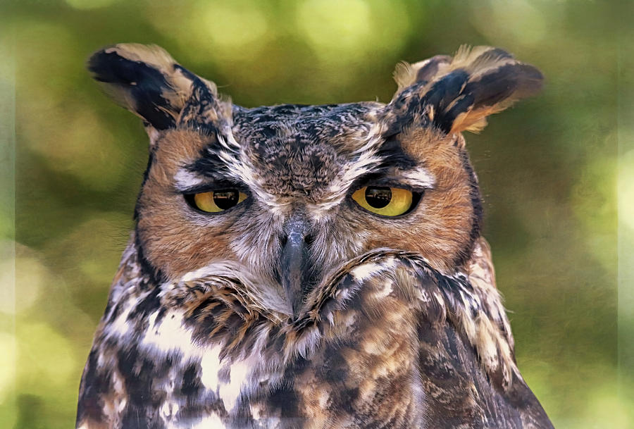 Owl Eyes Photograph by Elaine Malott