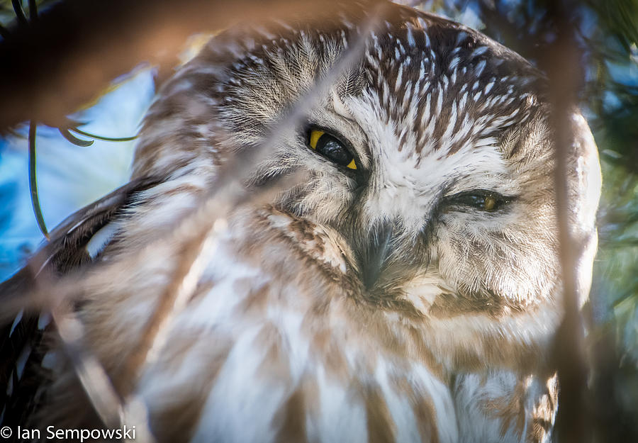 Owl eyes Photograph by Ian Sempowski