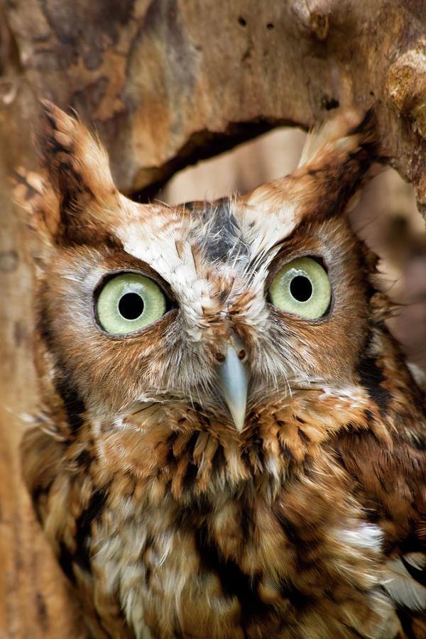 Owl Eyes Photograph