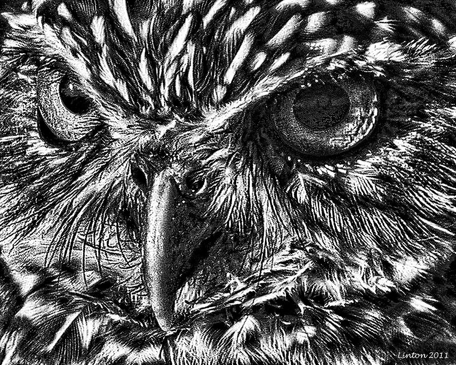 Owl Eyes Digital Art by Larry Linton