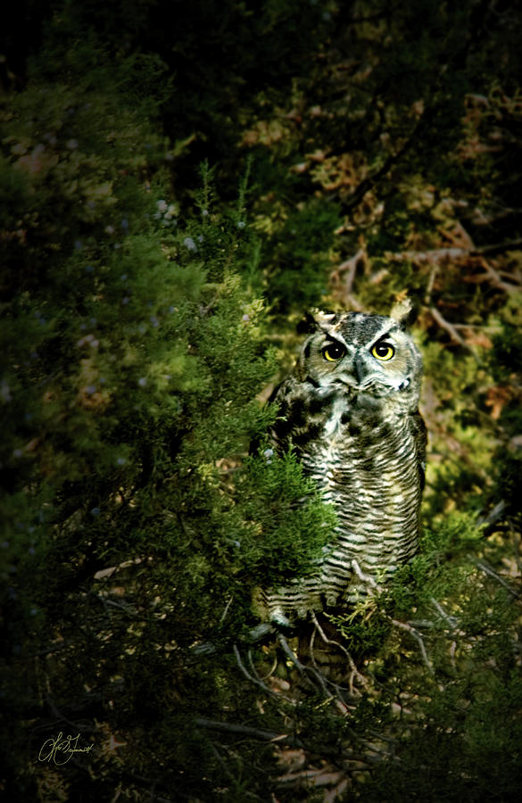 Owl Eyes Photograph by Lori Grimmett