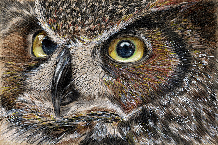 Owl Eyes Drawing by Sheila Tysdal Pixels