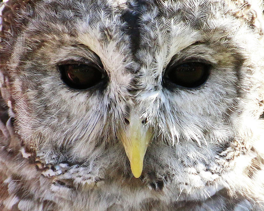 Owl Eyes Photograph by William Selander