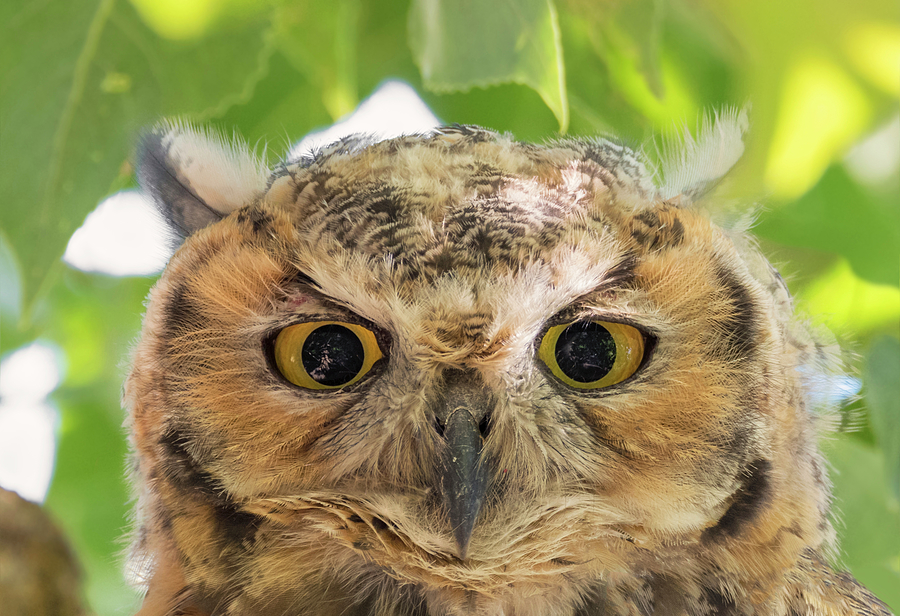 Owl Face Photograph by Loree Johnson