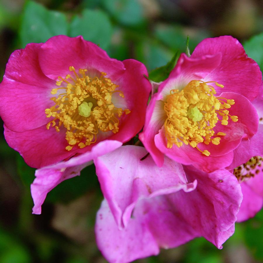Owl Face of wildberry Breeze Rose Blooms Photograph by M E