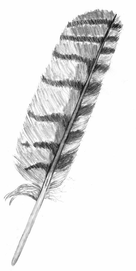 Owl Feather Drawing by Kevin Callahan
