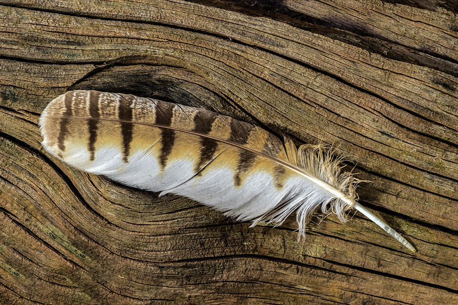 Owl Feather on Barnwood Photograph by Dawn Key