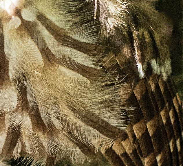 Owl Feathers Up Close And Personal Photograph