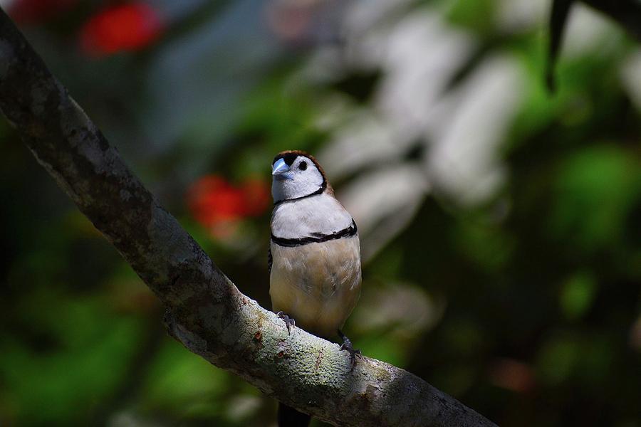 Owl Finch on Perch Photograph by Krista Russell