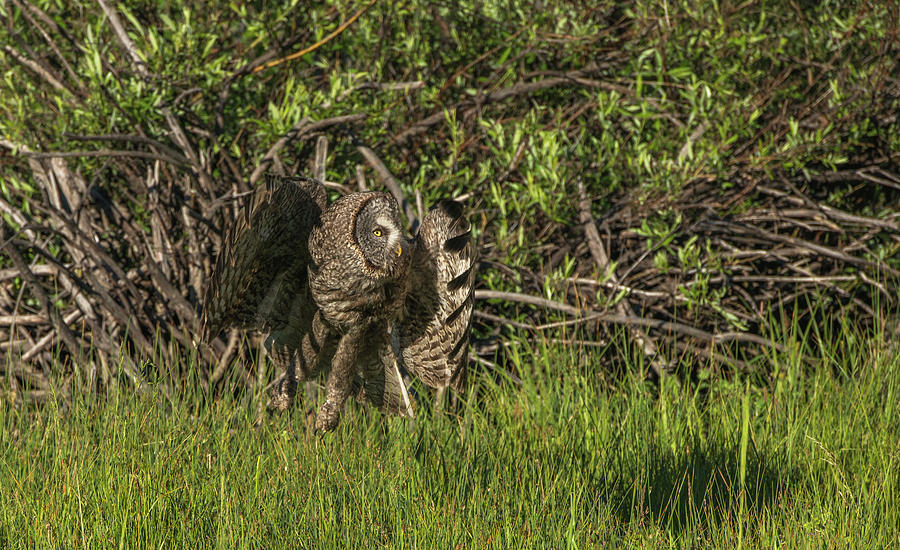 Owl Fun In The Sun Photograph by Yeates Photography